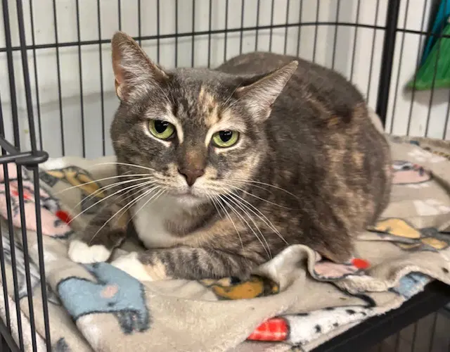 Chloe - Tortoiseshell