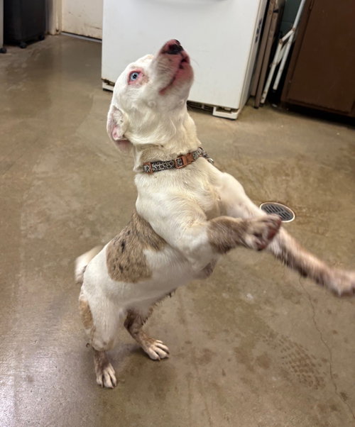 Olivia, an adoptable Australian Shepherd in Amarillo, TX