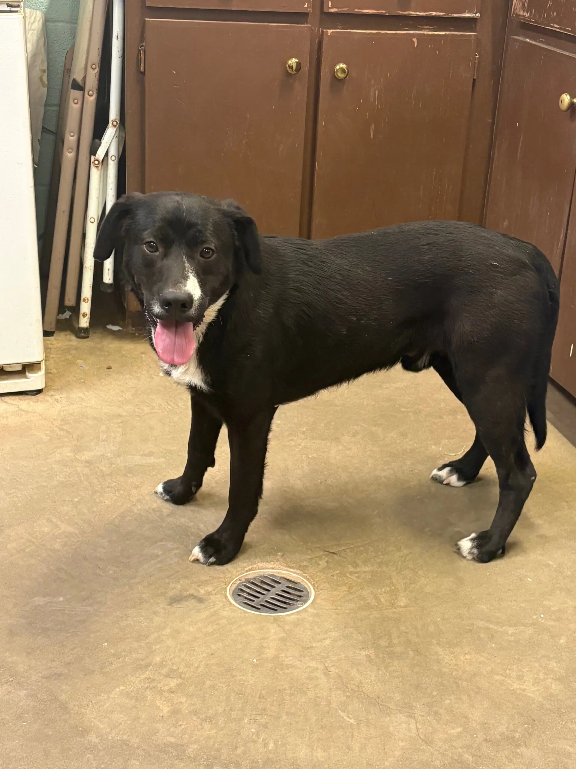 Ace - Labrador Retriever