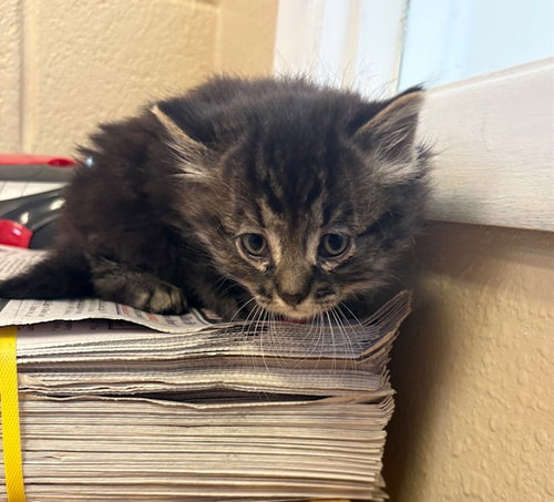 Tahiti, an adoptable Domestic Medium Hair in Amarillo, TX