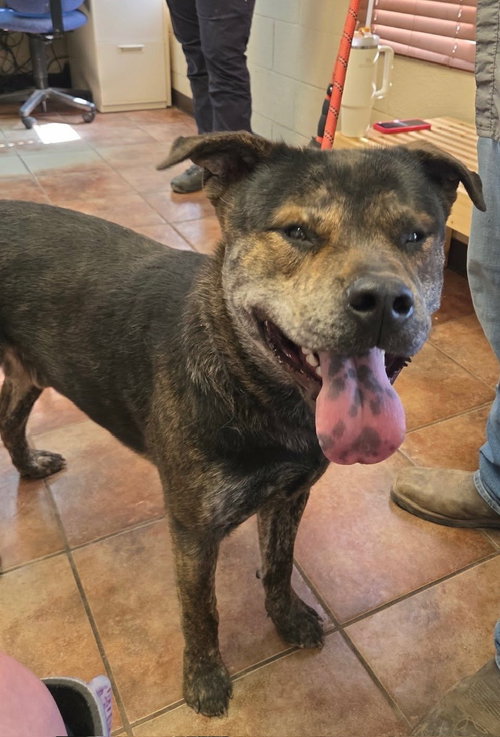 Atlas, an adoptable Mastiff in Amarillo, TX