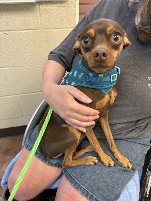 Buster & Bailey, an adoptable Miniature Pinscher in Amarillo, TX
