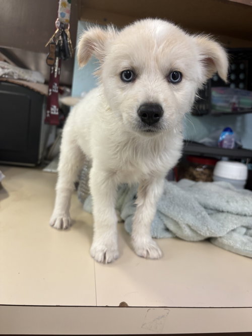 Jagger, an adoptable Terrier in Amarillo, TX