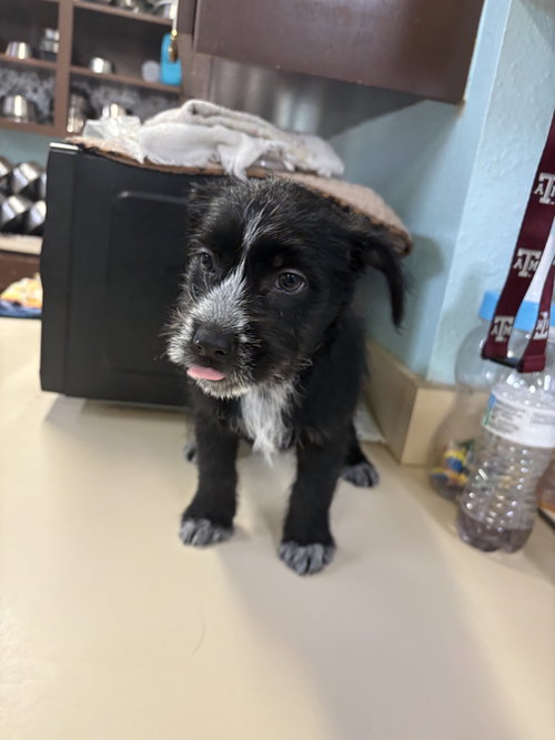 Coltrane, an adoptable Terrier in Amarillo, TX