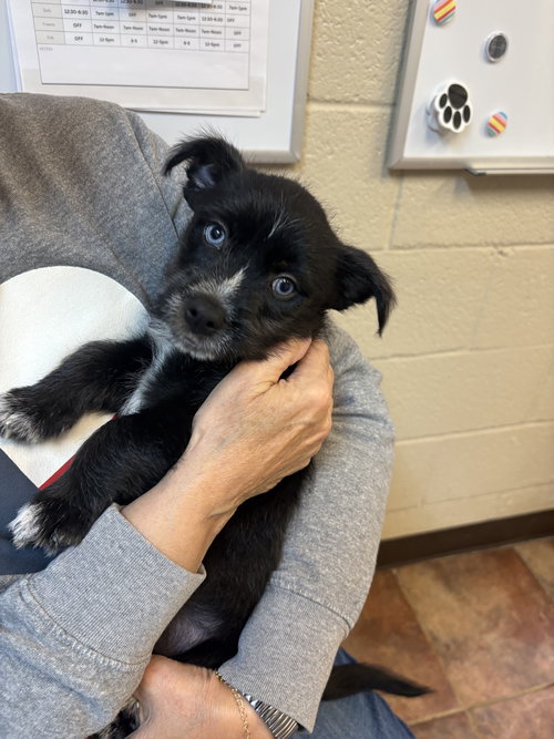 Miles, an adoptable Terrier in Amarillo, TX