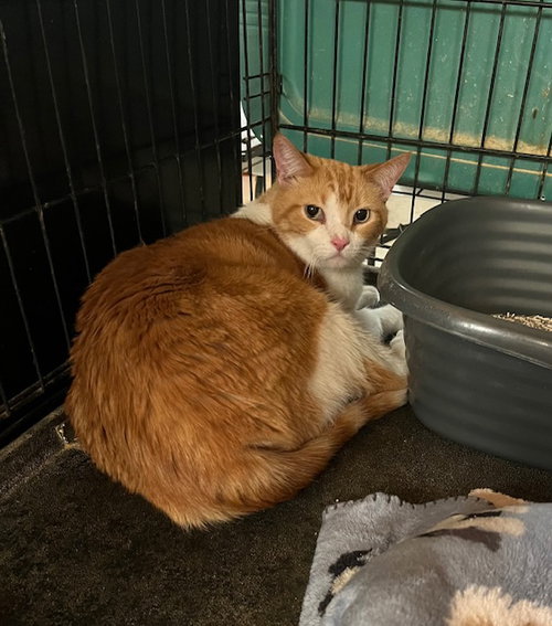 Danny, an adoptable Tabby in Amarillo, TX