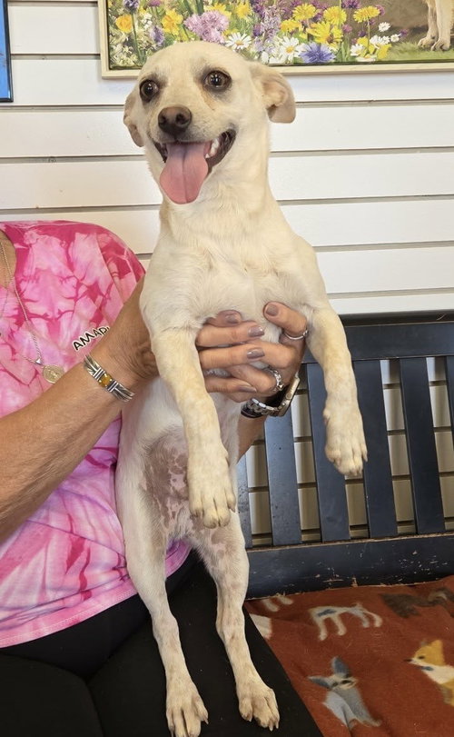 Raspy, an adoptable Chihuahua in Amarillo, TX