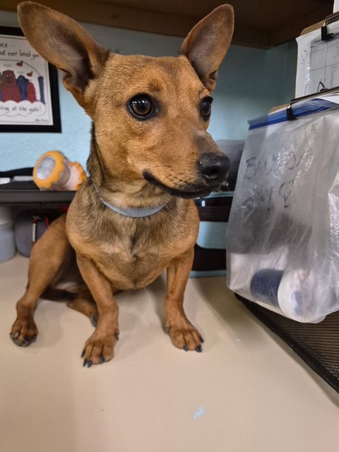 Felipe, an adoptable Chihuahua in Amarillo, TX