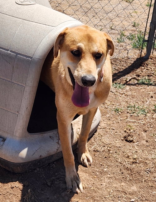 Rosie, an adoptable Labrador Retriever in Amarillo, TX