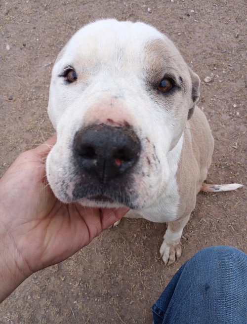 Sadie, an adoptable Pit Bull Terrier in Amarillo, TX