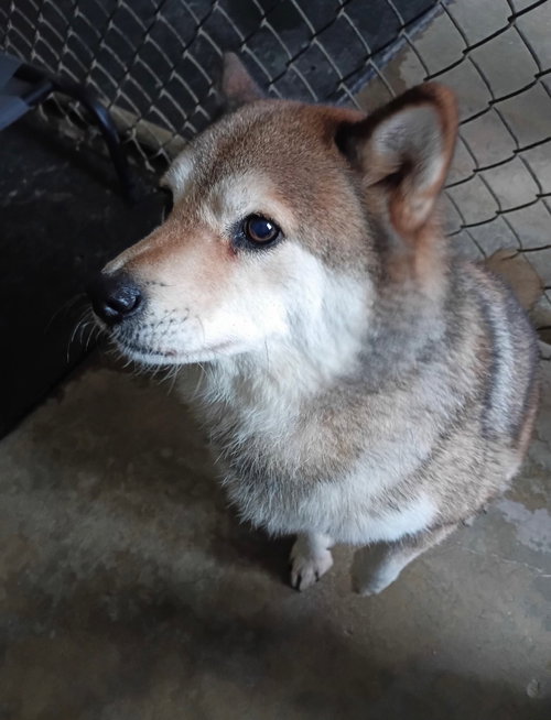 Monroe, an adoptable Shiba Inu in Amarillo, TX