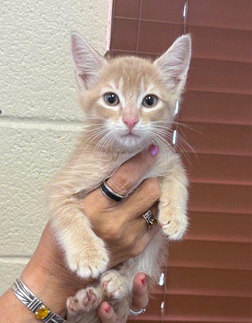 Ollie, an adoptable Tabby in Amarillo, TX