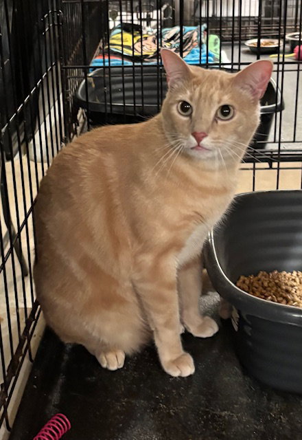 Tony, an adoptable Tabby in Amarillo, TX