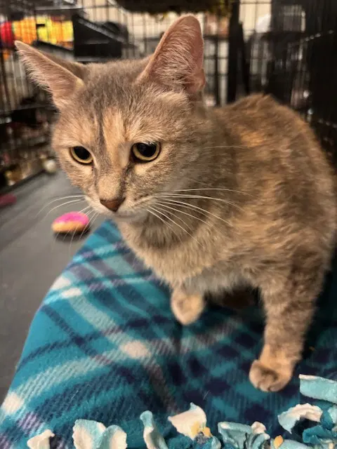 Zizi - Dilute Tortoiseshell