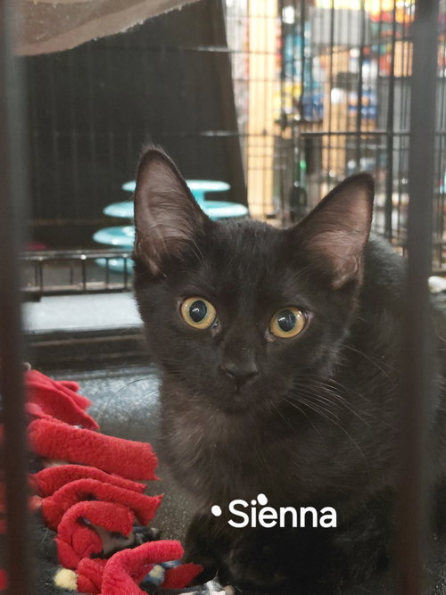 Sienna