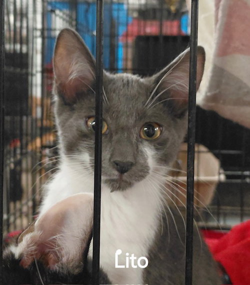 Lito
