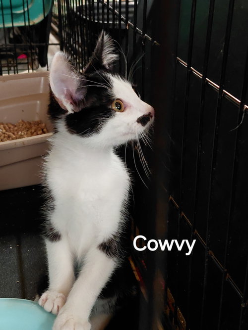 Cowvy