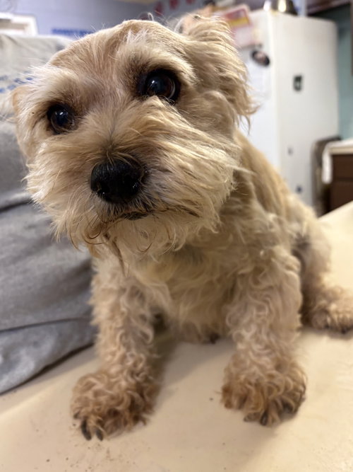 Harley, an adoptable Yorkshire Terrier Yorkie in Amarillo, TX