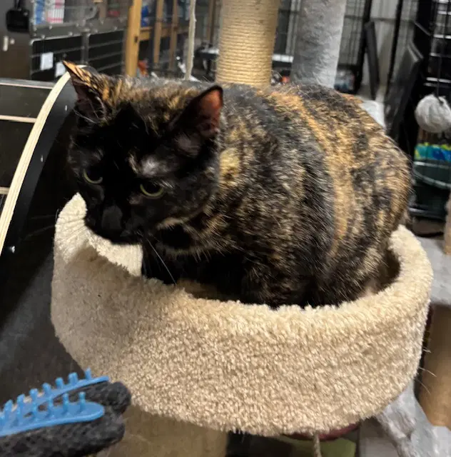 Sabine - Tortoiseshell