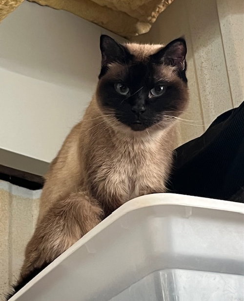 Nala