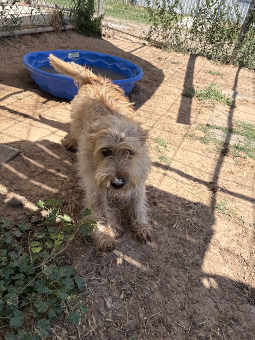 Oliver photo 3