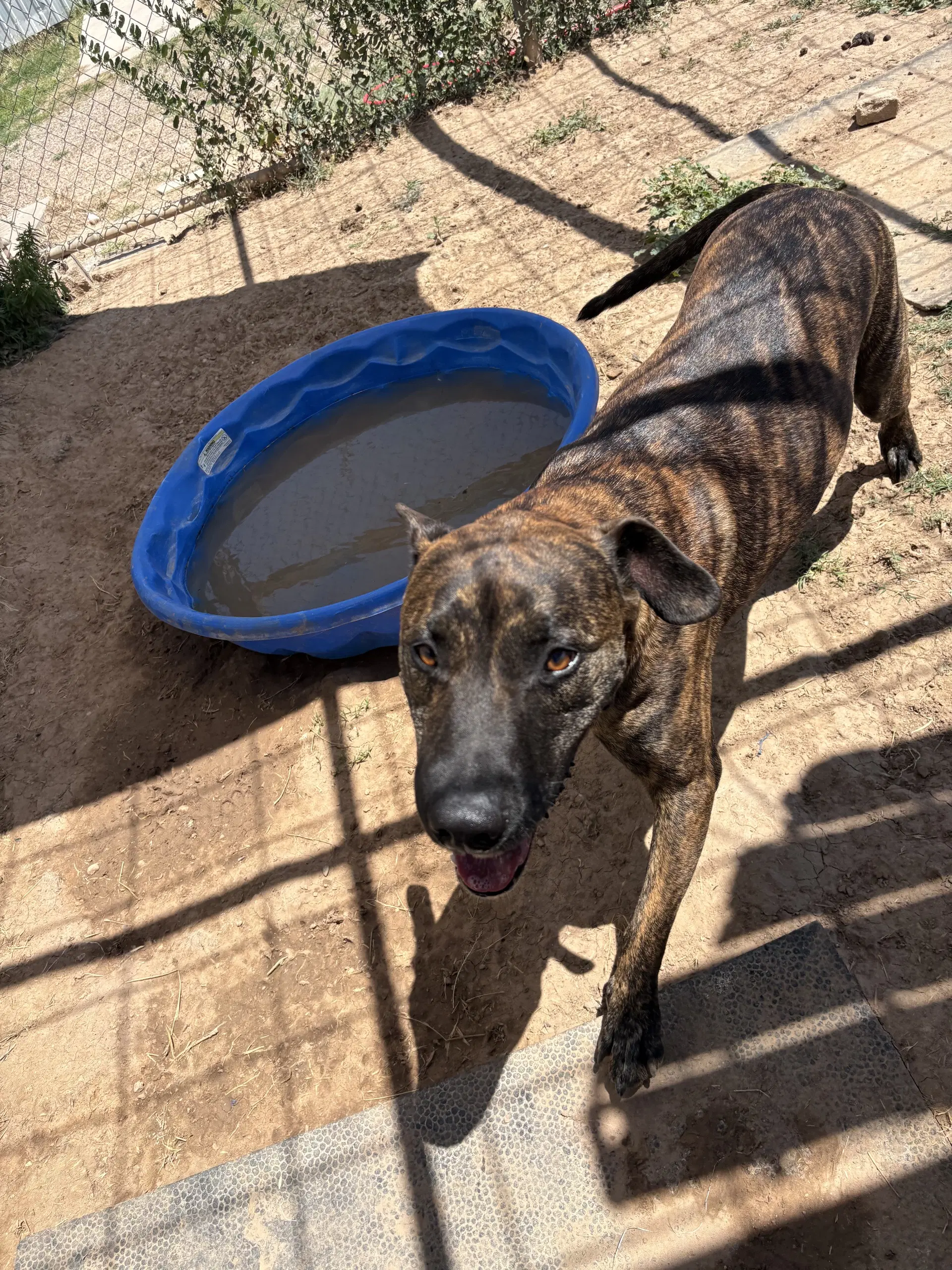 Rowen - Pit Bull Terrier