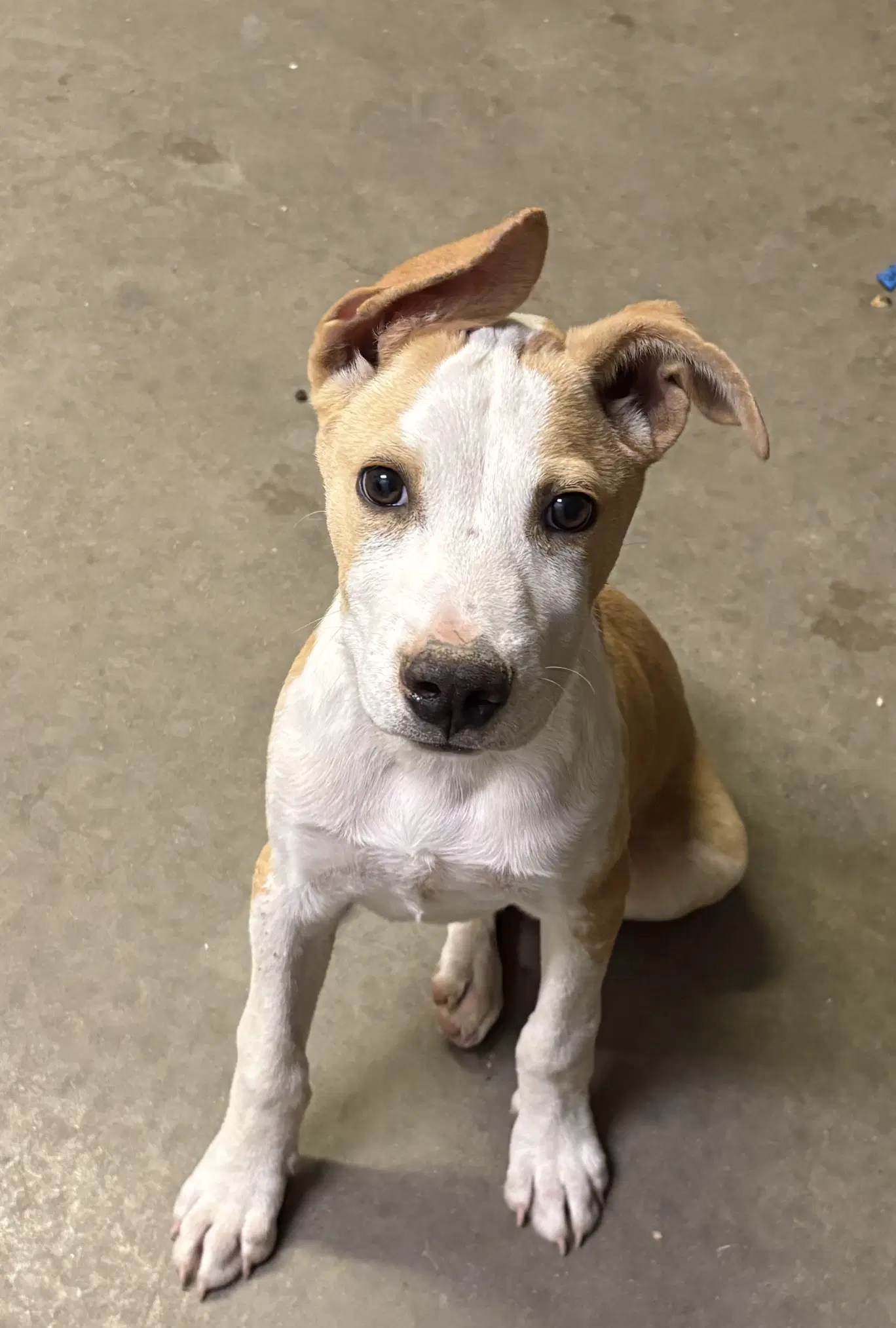 Ollie - Pit Bull Terrier