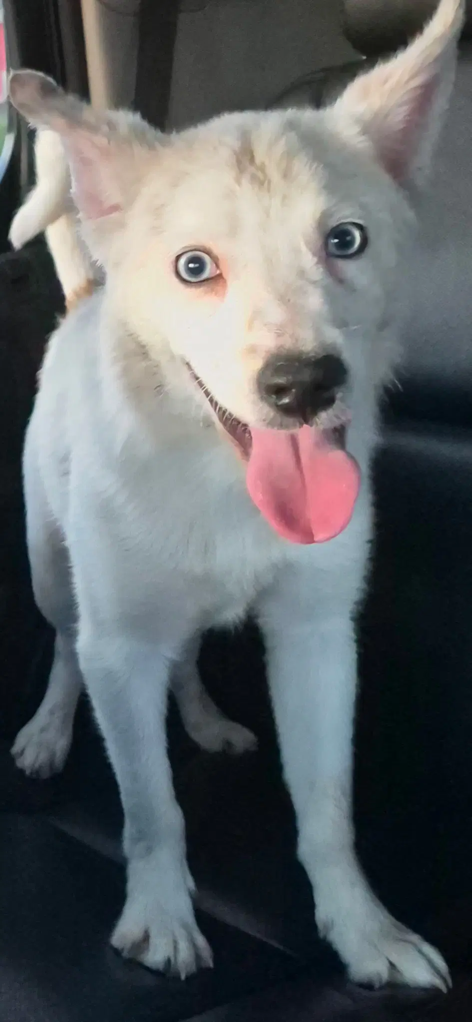 Orion - Australian Shepherd