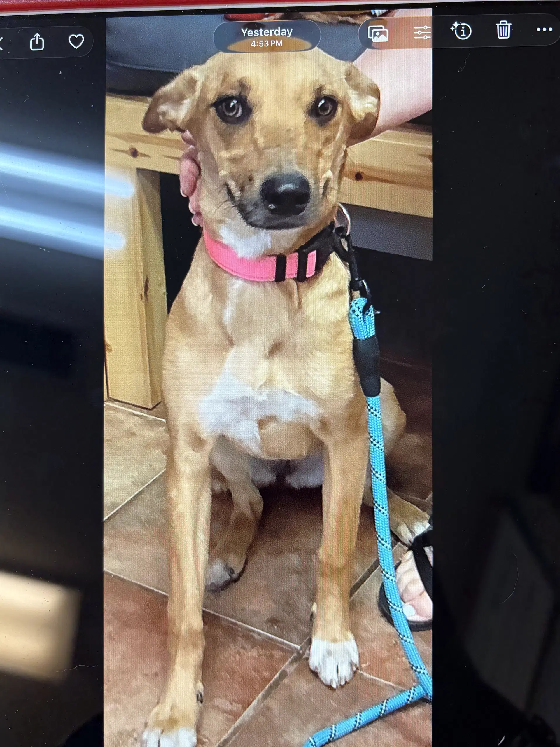 Winnie - Shepherd/Terrier