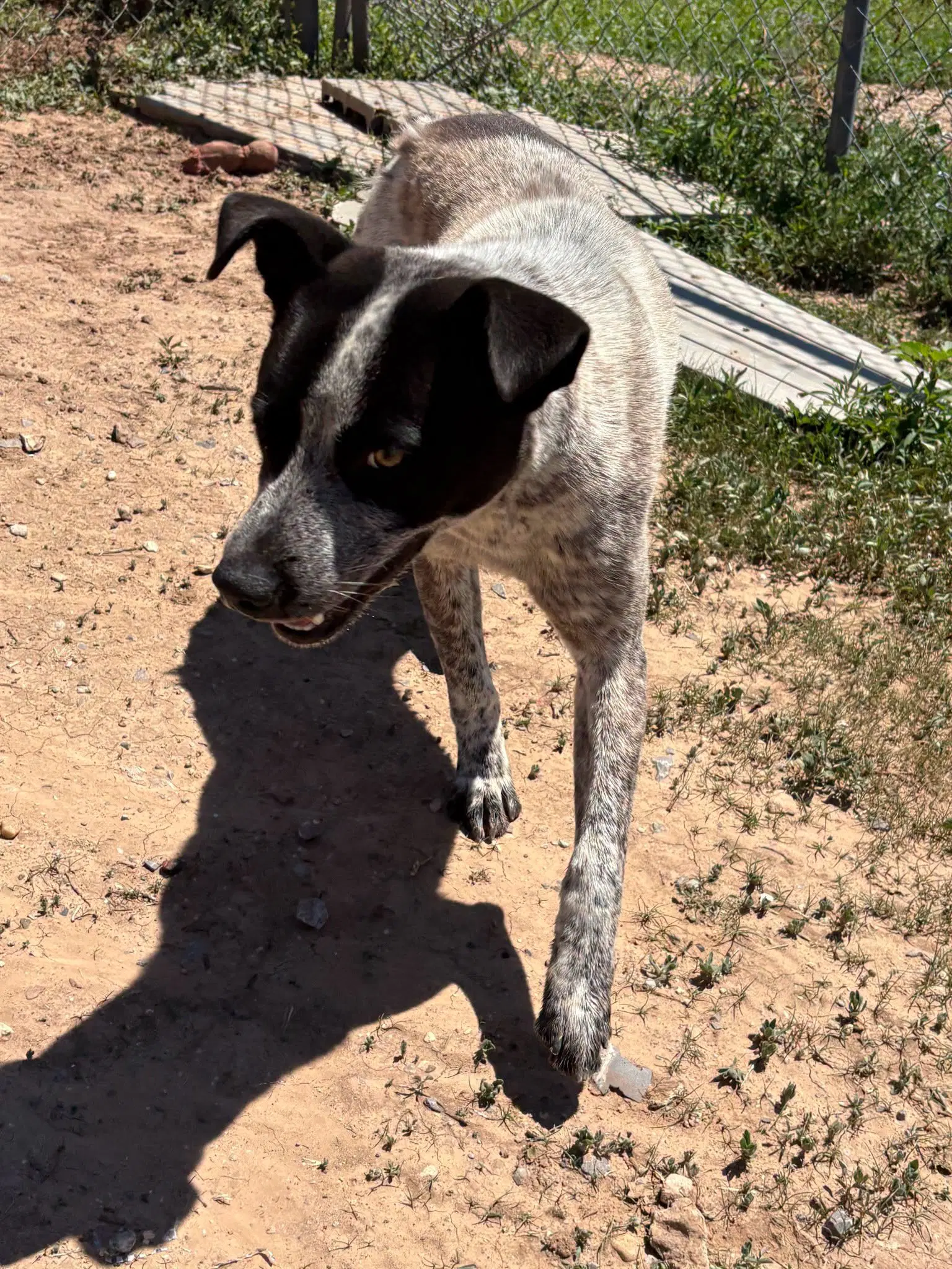 Slate - Australian Cattle Dog/Blue Heeler