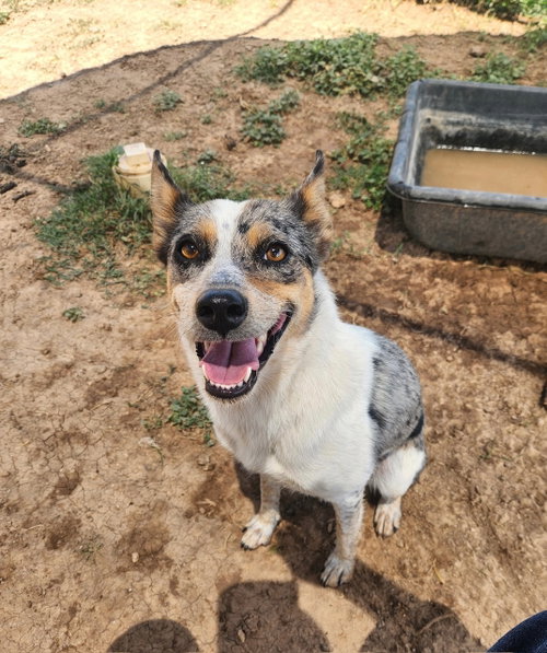 JuneBug, an adoptable Australian Cattle Dog in Amarillo, TX