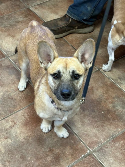 Ginger, an adoptable Corgi in Amarillo, TX