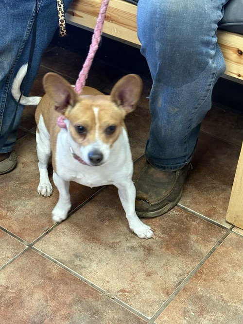 MoMo, an adoptable Chihuahua in Amarillo, TX