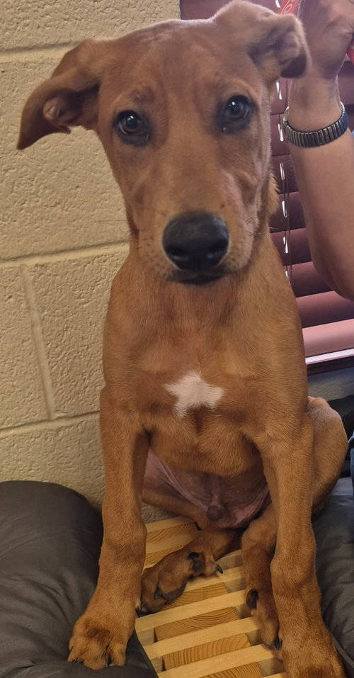 Bruno, an adoptable Redbone Coonhound in Amarillo, TX