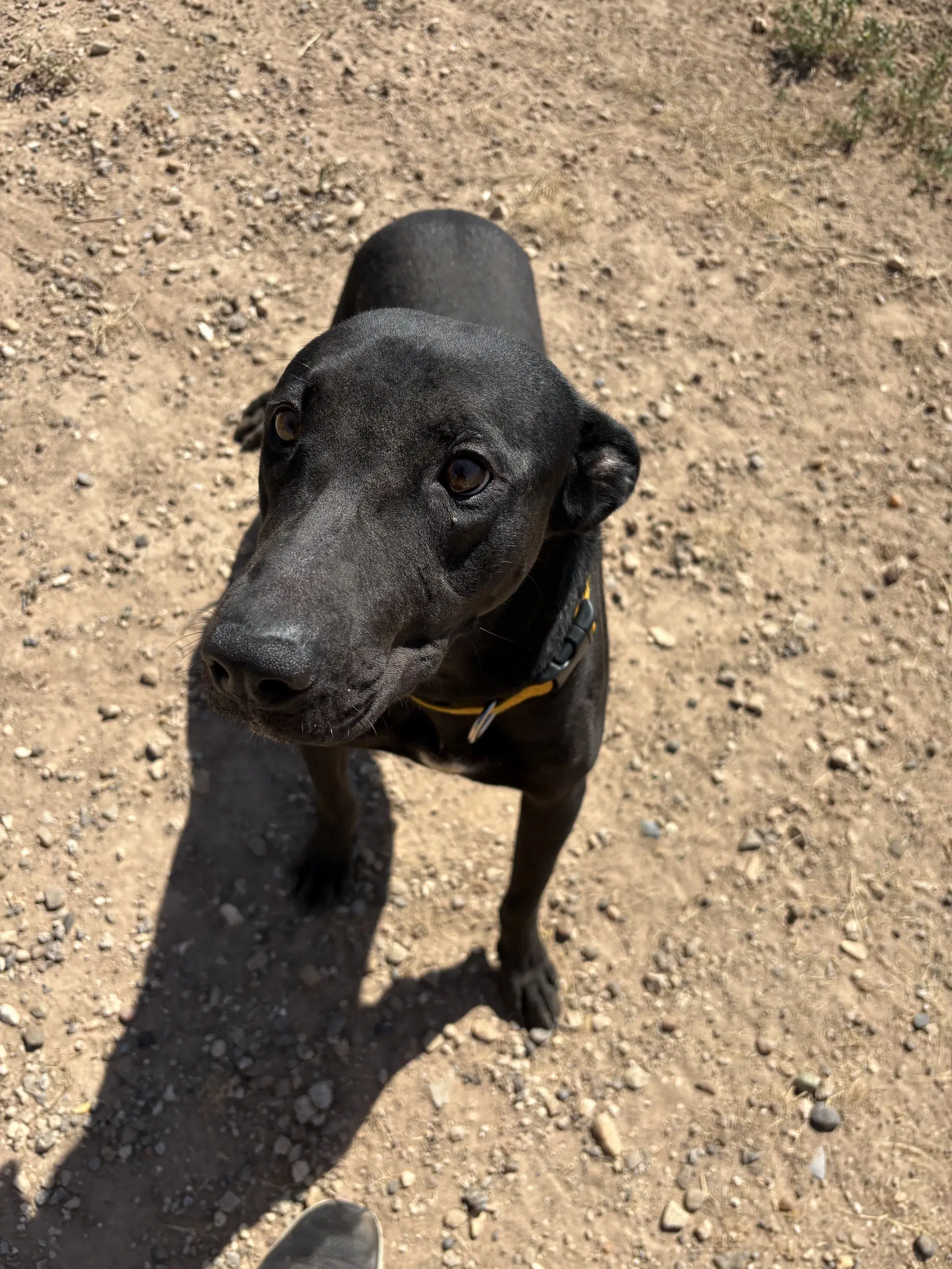 Baloo - Labrador Retriever