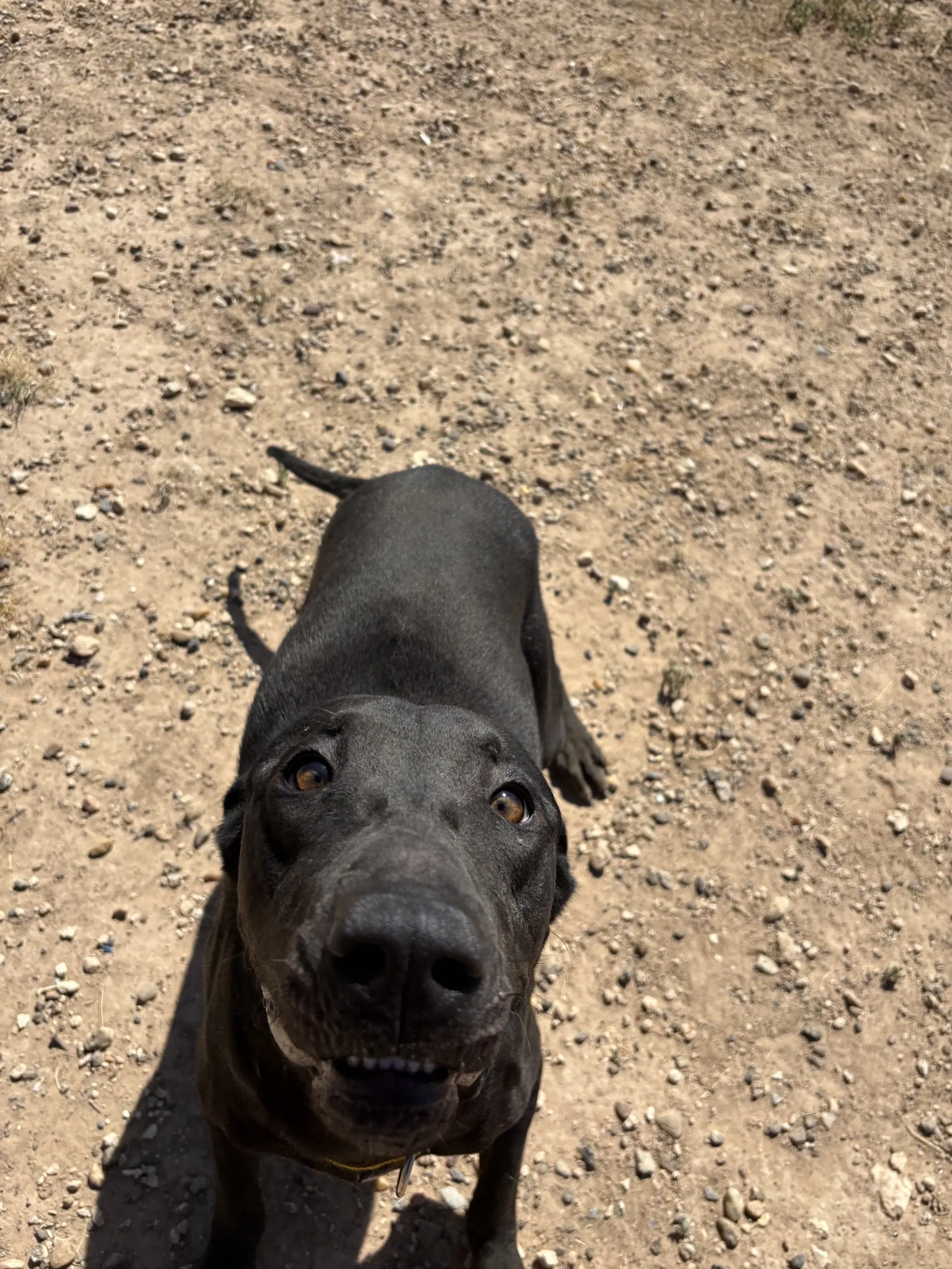 Baloo image 3