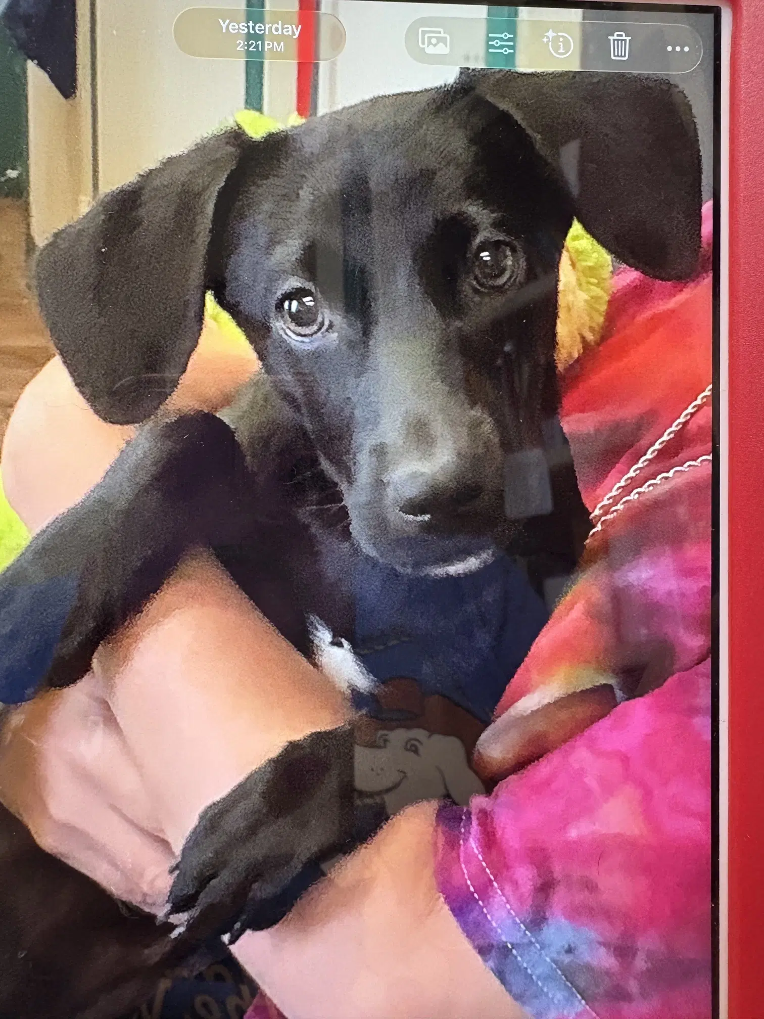 Scratch - Dachshund