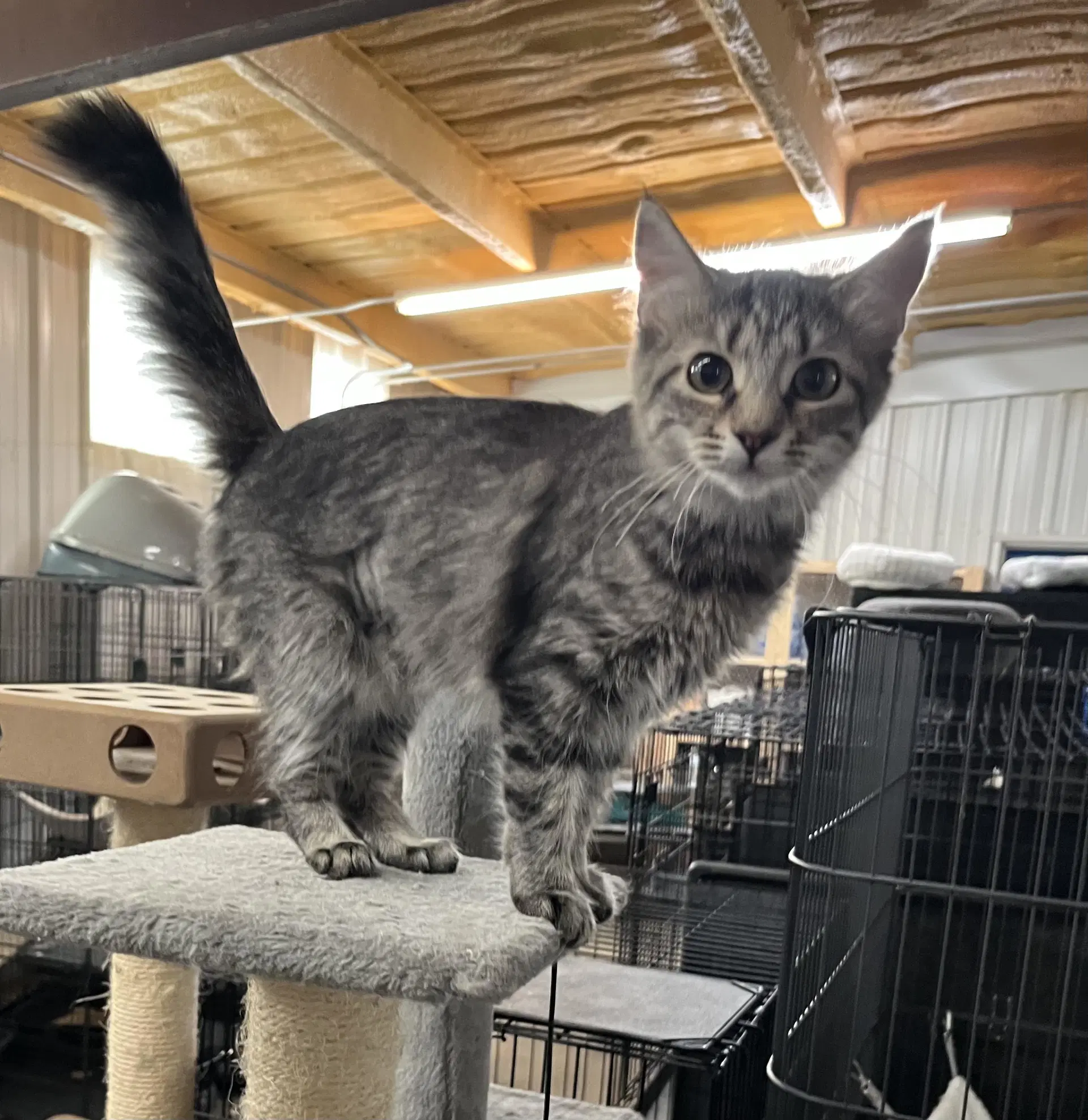 Rita - Tabby