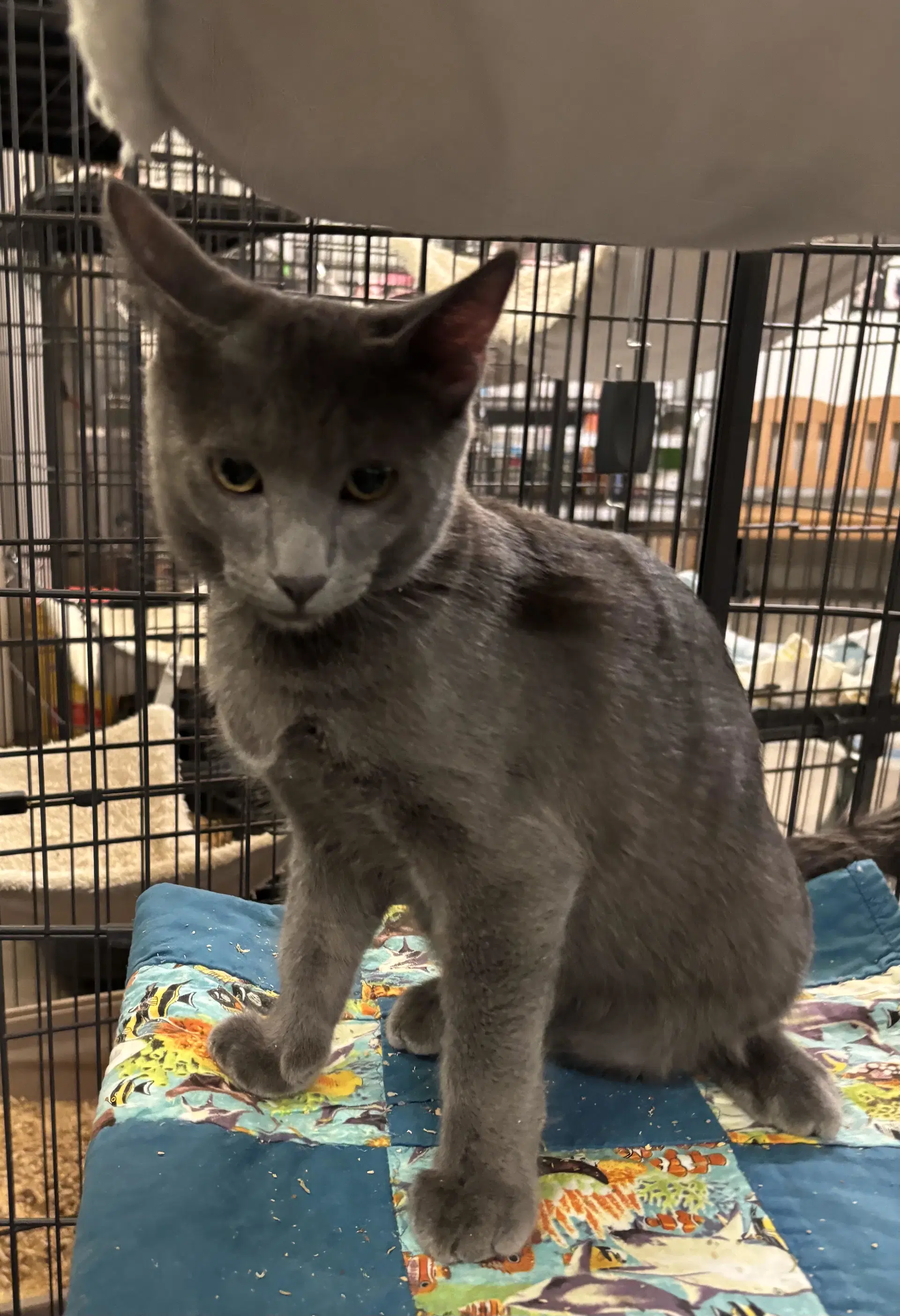 Chubby - Domestic Short Hair