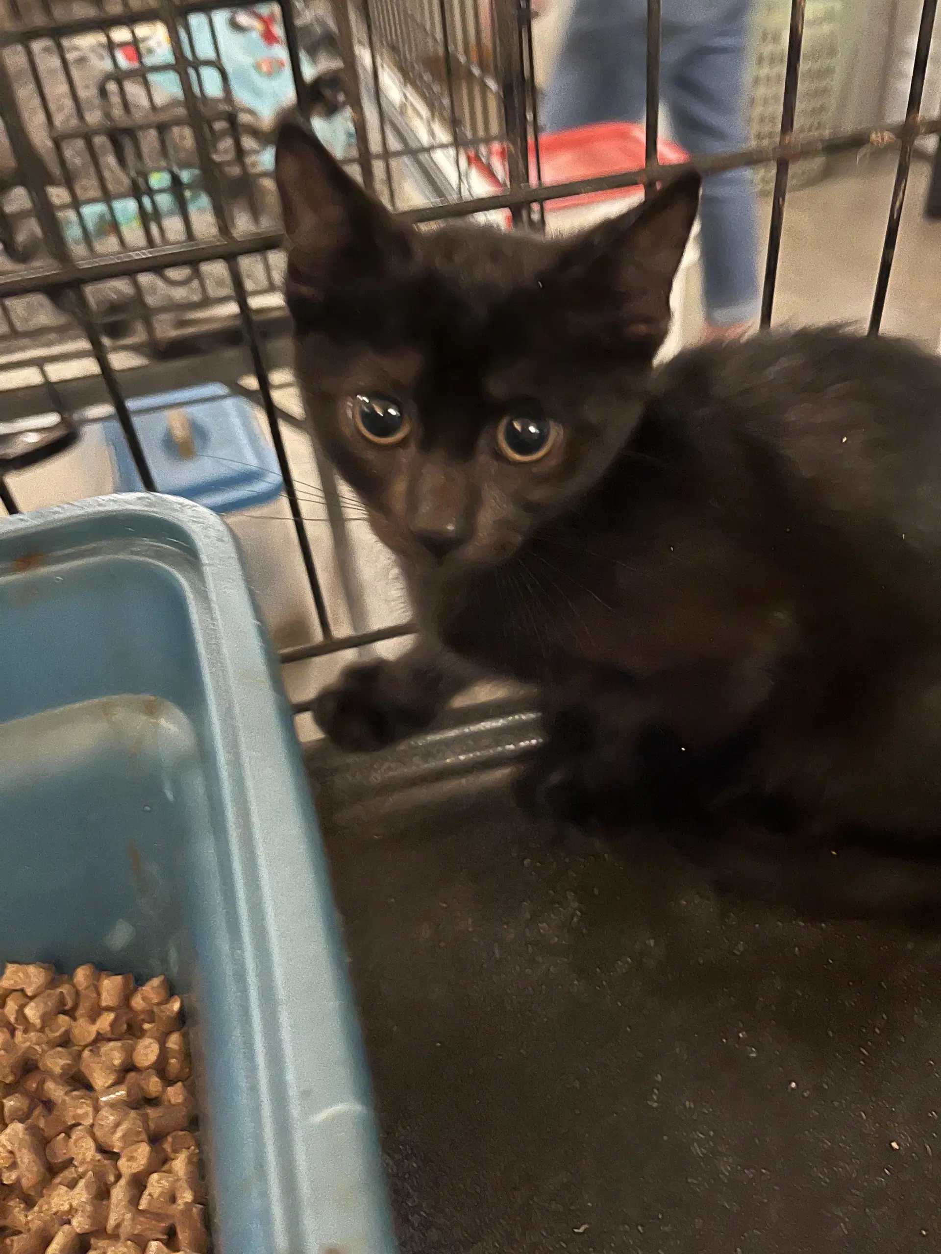 Costello - Domestic Medium Hair