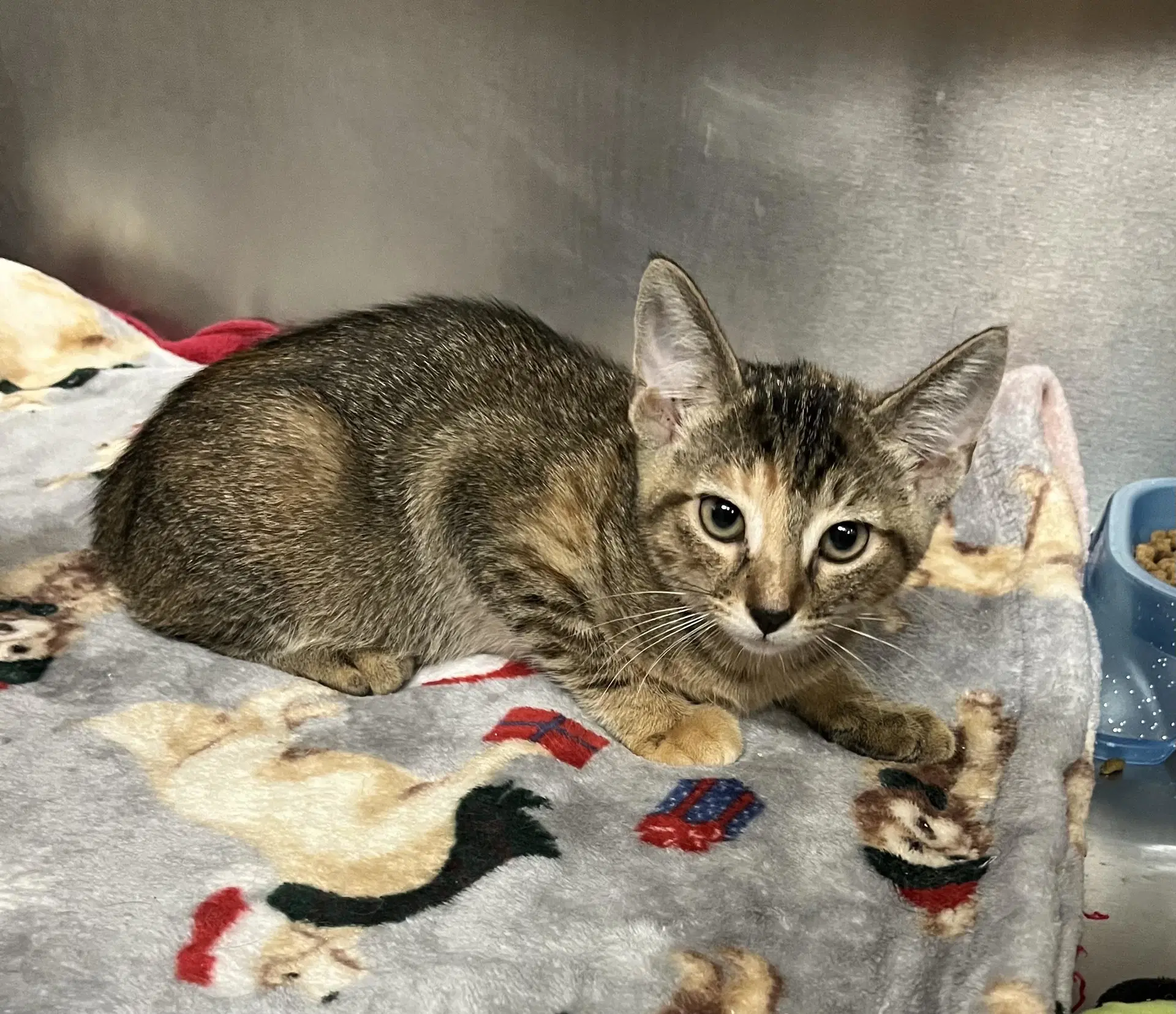 Juniper - Tabby