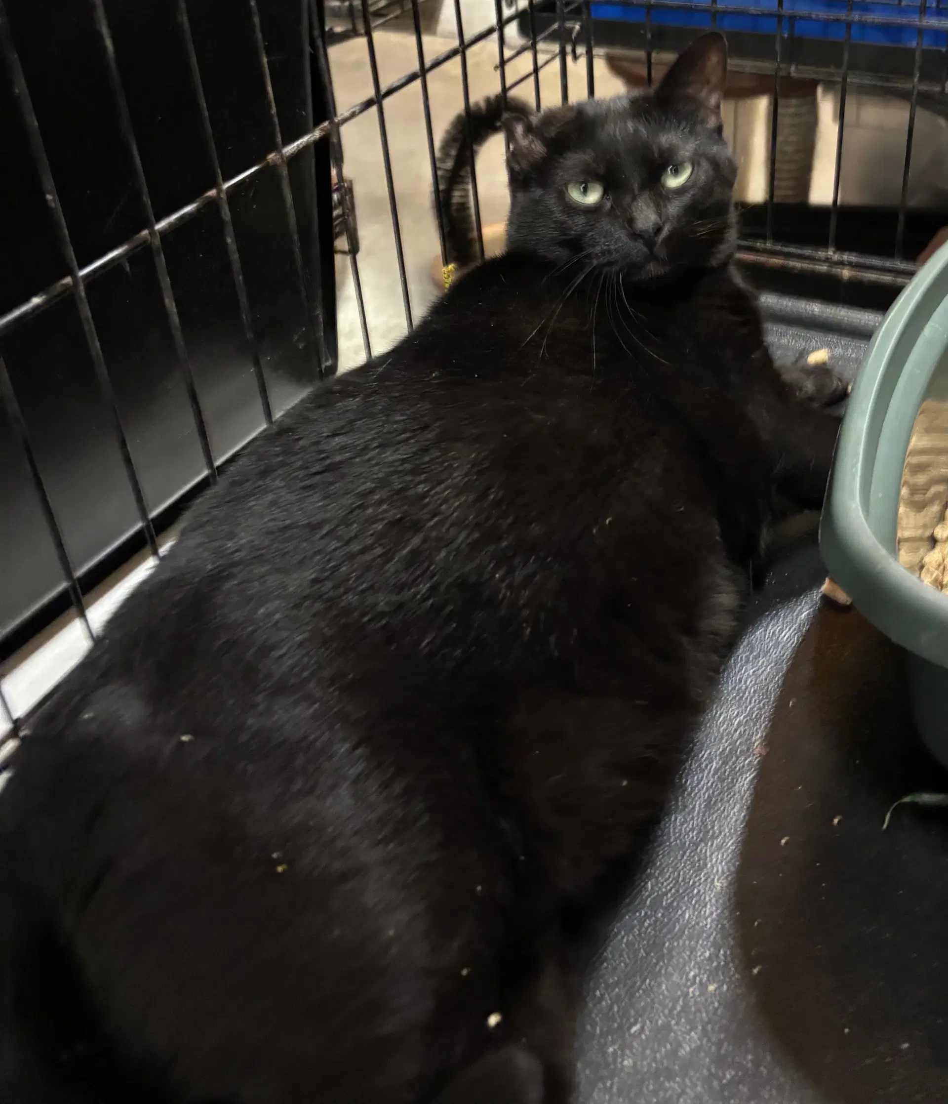 Voovoo - Domestic Medium Hair
