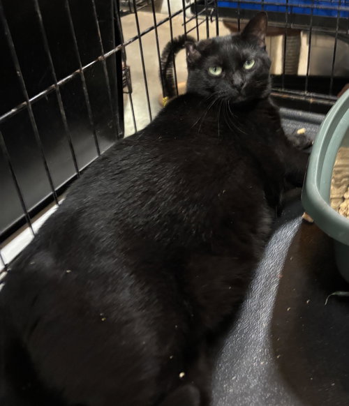 VooVoo, a cat for adoption from Amarillo SPCA