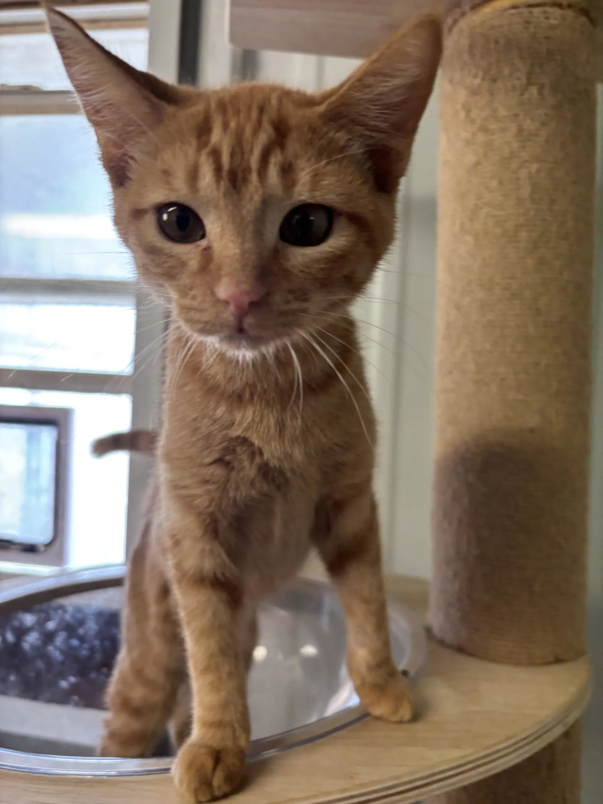 Peaches - Tabby