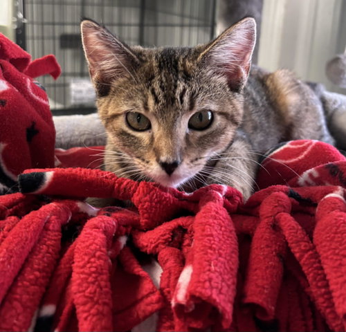 Ivy, a cat for adoption from Amarillo SPCA