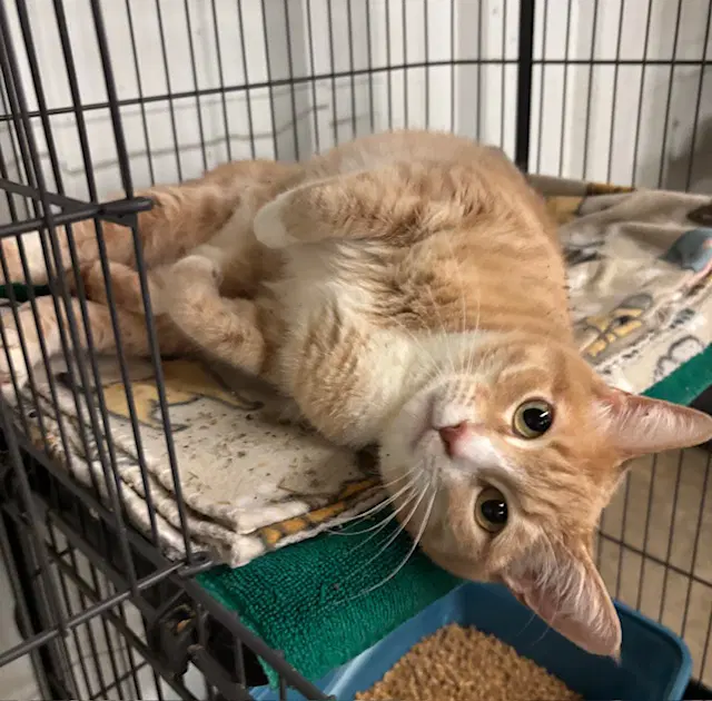 Ripley - Domestic Short Hair
