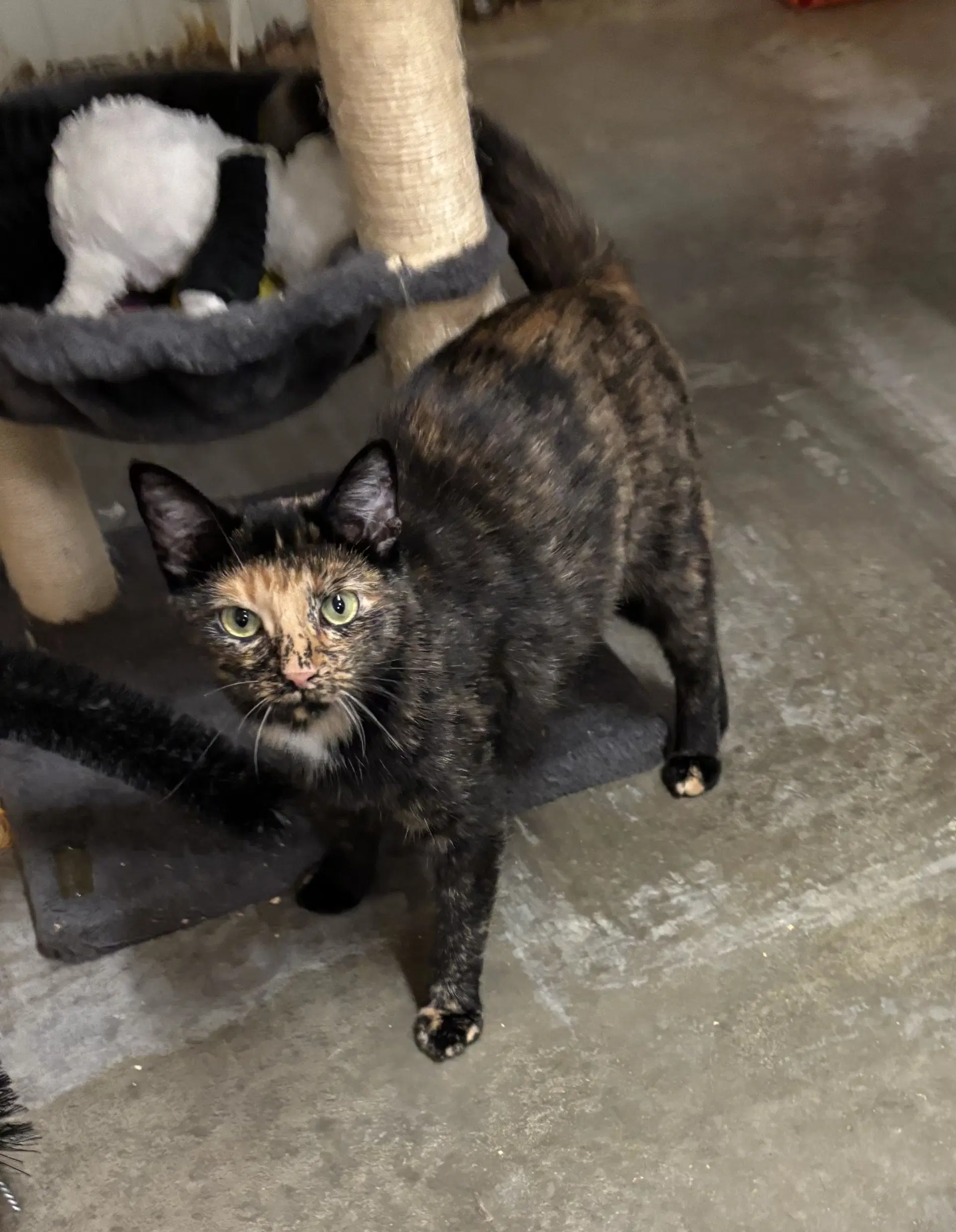 Darlin - Tortoiseshell