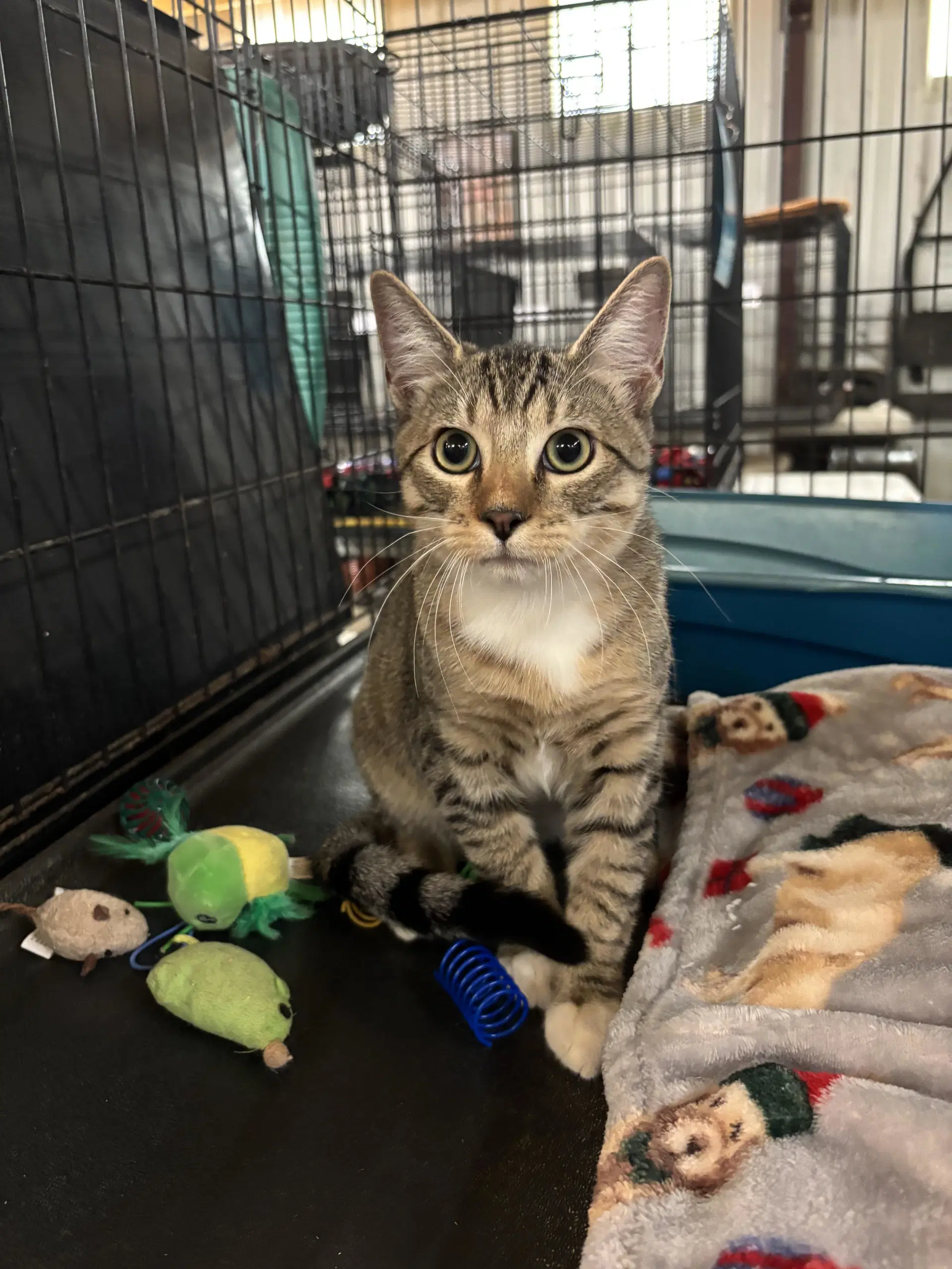 Tom Sawyer - Tabby