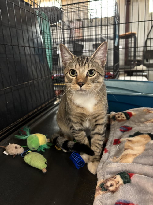Tom Sawyer, a cat for adoption from Amarillo SPCA