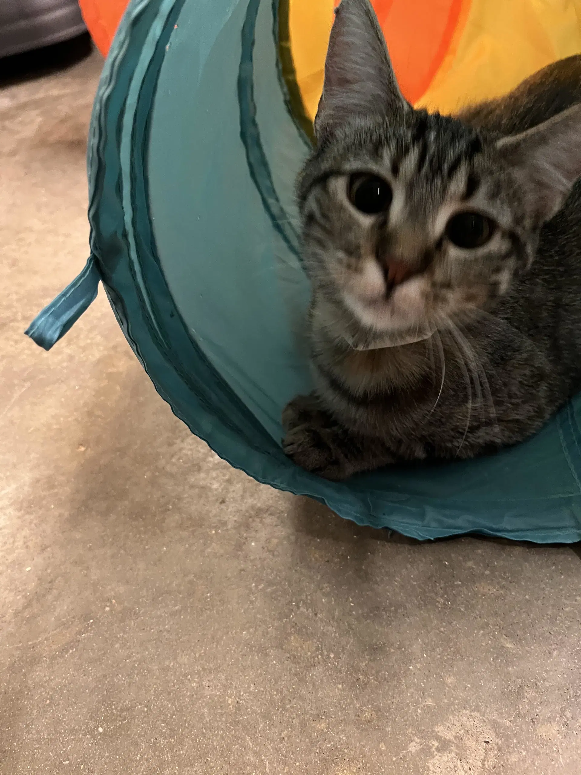 Petunia - Tabby